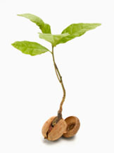 acorn_sprout_copy.jpg