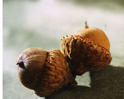 acorns-two_copy.jpg