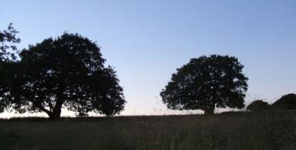 oak-trees-silouette_copy.jpg