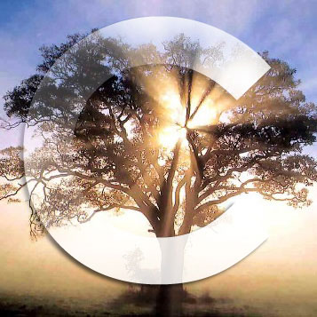 oak_tree_1_conceive-tree-co.jpg